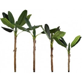 ÁRBOL DE PLÁTANO (4 PZAS)