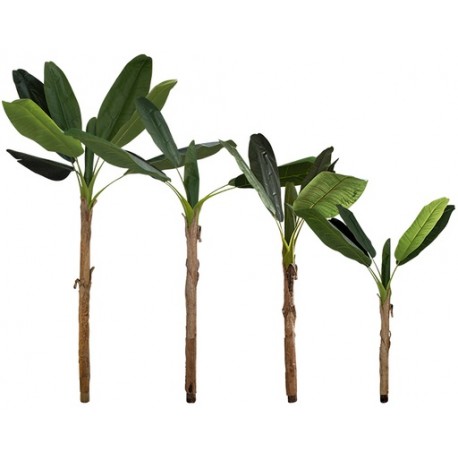 ÁRBOL DE PLÁTANO (4 PZAS)