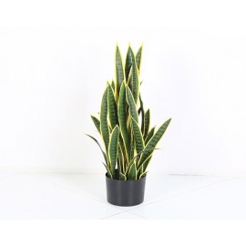 PLANTA ORQUÍDEA TIGRE (75cm)