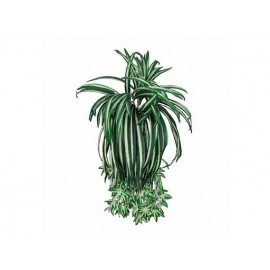 ENREDADERA COLGANTE ARAÑA VERDE (60cm)