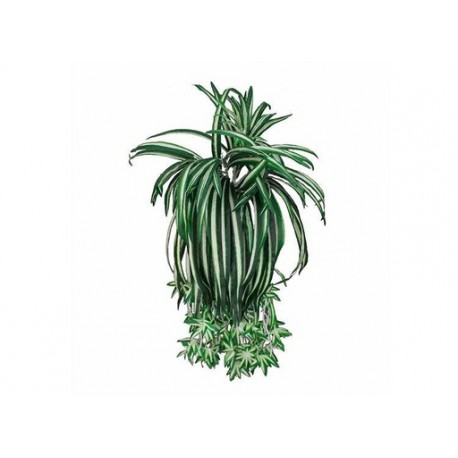 ENREDADERA COLGANTE ARAÑA VERDE (60cm)
