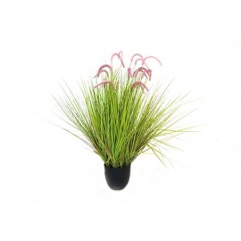 PLANTA COLA DE PERRO MORADO (1mts)