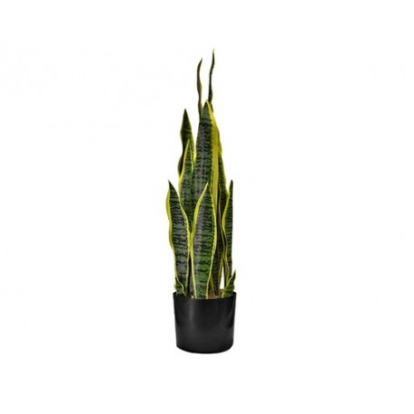 PLANTA ORQUÍDEA TIGRE (80cm)