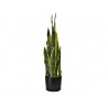 PLANTA ORQUÍDEA TIGRE (80cm)