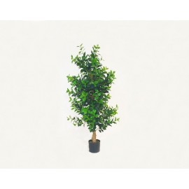 ÁRBOL DE TÉ (1.5mts)