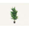 ÁRBOL DE TÉ (1.5mts)