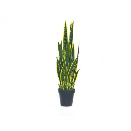 PLANTA ORQUÍDEA TIGRE (1.1mts)