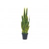 PLANTA ORQUÍDEA TIGRE (1.1mts)