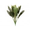 PLANTA KWAI CONTAMINADO (1.3mts)