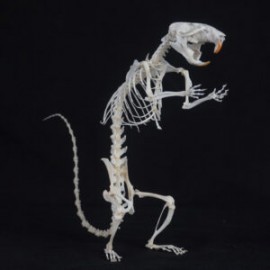 Esqueleto de rata, osteotecnia.