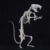 Esqueleto de rata, osteotecnia.